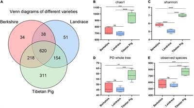 Gut Bacterial Composition and Functional Potential of Tibetan Pigs Under Semi-Grazing